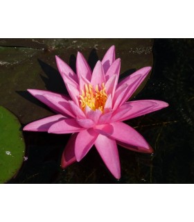 TABLET MIX 100ml/55gr