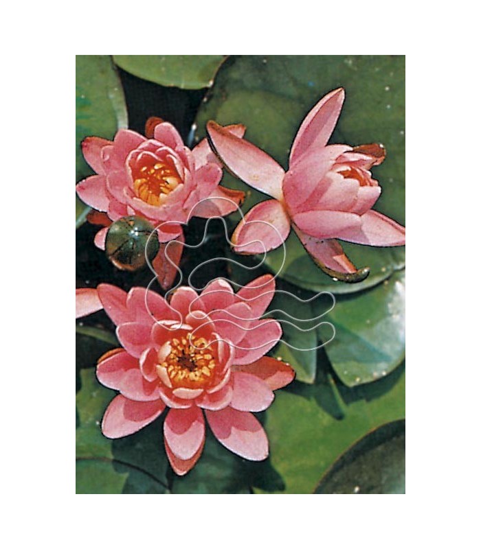 TABLET MIX 250ml/137gr