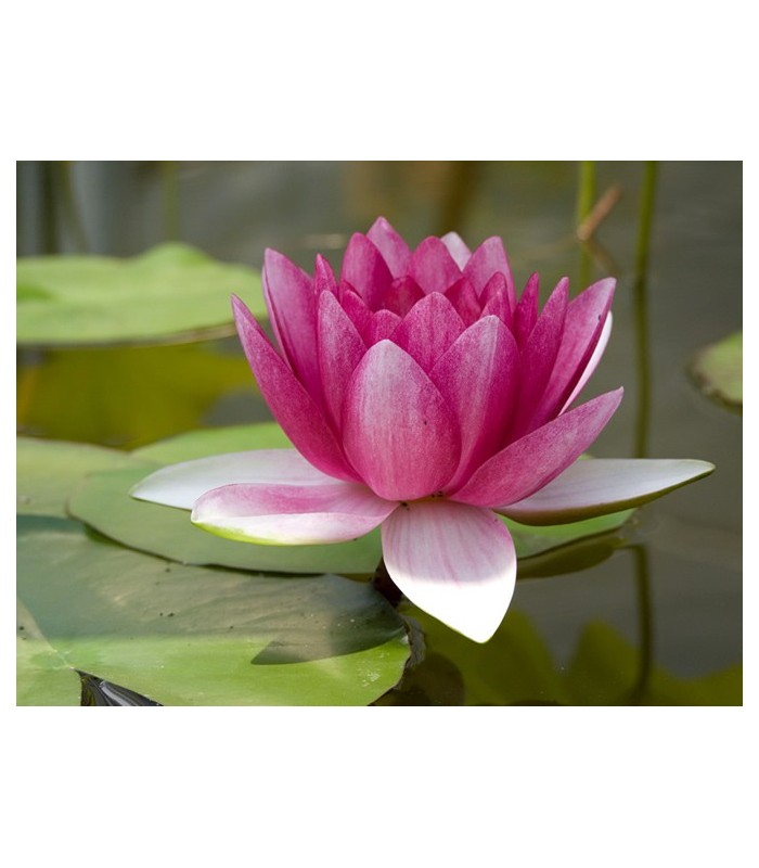 NINFEA ROSSA ATTRACTION