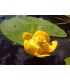 NUPHAR LUTEA