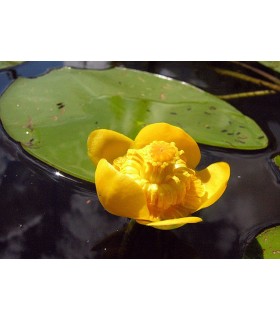 NUPHAR LUTEA