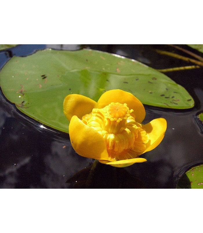 NUPHAR LUTEA