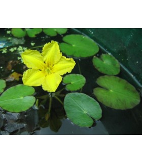 NYMPHOIDES PELTATA