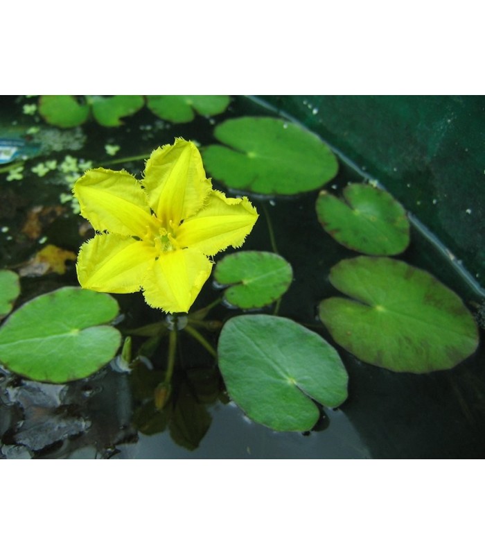 NYMPHOIDES PELTATA