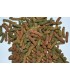 alimento vegetale per tartarughe terrestri