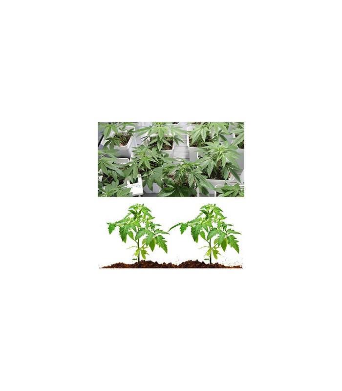 KIT GERMINAZIONE ECO