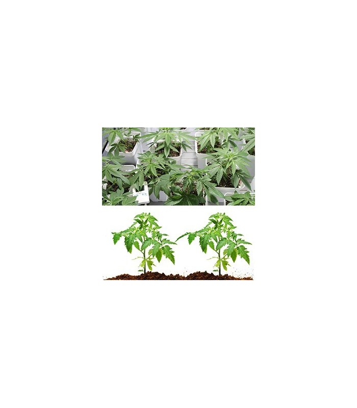 KIT GERMINAZIONE SUPER