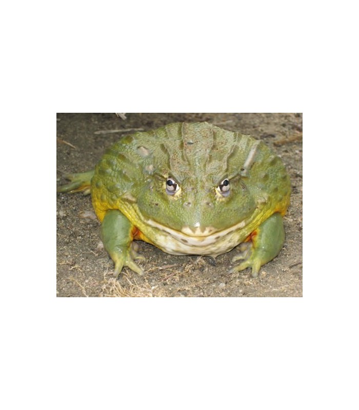 Cocco Bio Fondo per Terrari