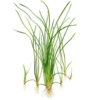 Pianta Ossigenante  Vallisneria nana per laghetto.