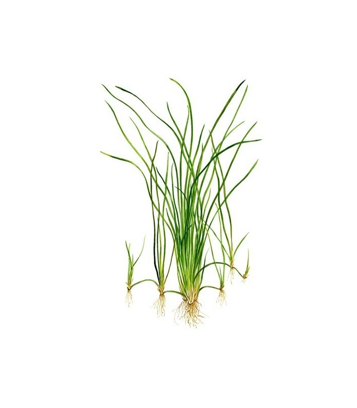 Pianta Ossigenante  Vallisneria nana per laghetto.