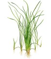 VALLISNERIA NANA