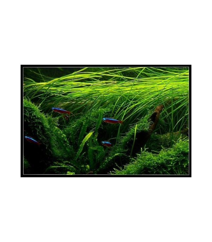 Pianta Ossigenante  Vallisneria nana per laghetto.