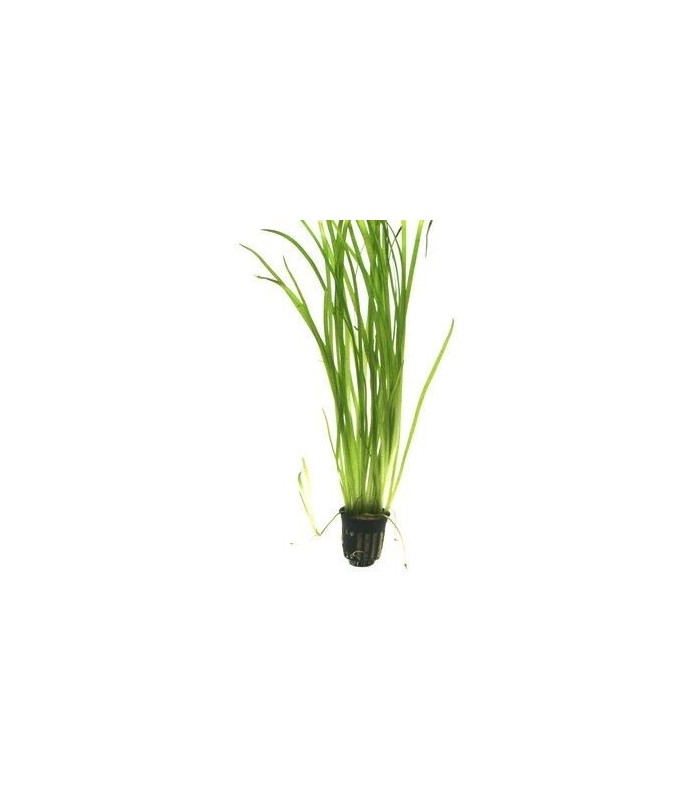 VALLISNERIA SPIRALIS