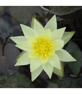 Nymphaea Pygmaea Helvola