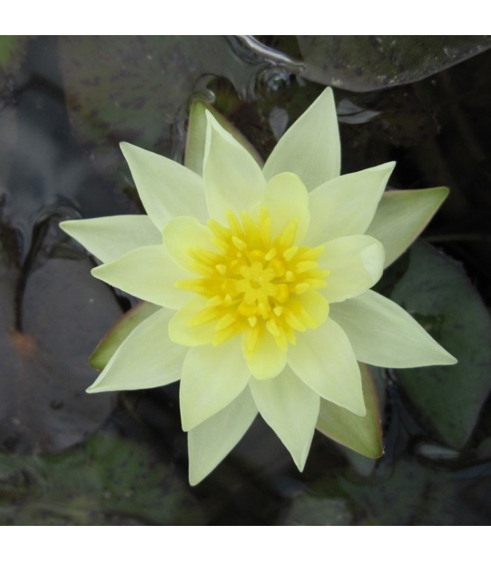 Nymphaea Pygmaea Helvola