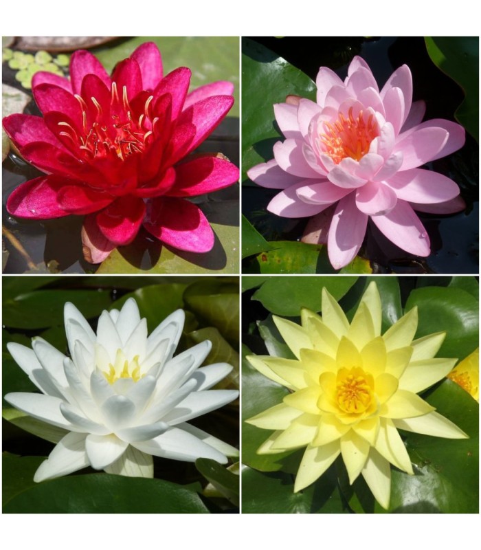 AQUASET NINFEA + kit vaso completo