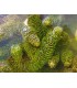 Ceratophyllum demersum pianta acquatica