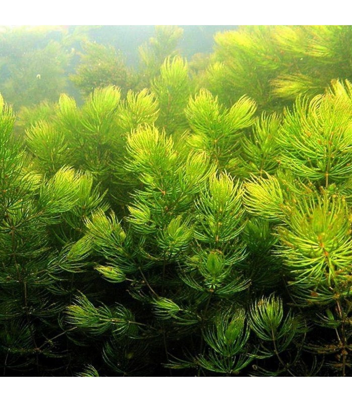 Ceratophyllum demersum pianta acquatica