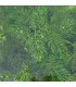 Ceratophyllum demersum pianta acquatica