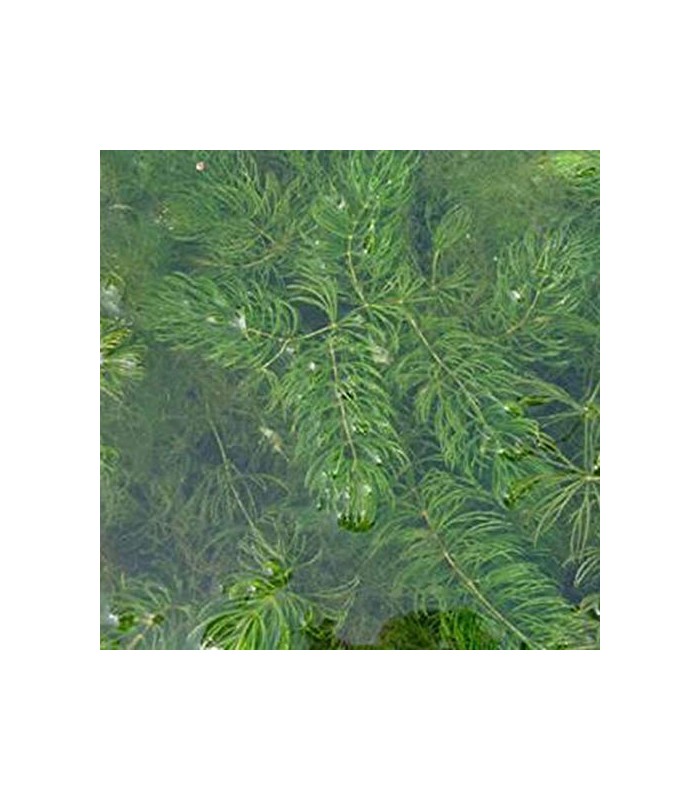 Ceratophyllum demersum pianta acquatica