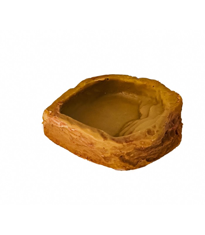 ciotola bassa acqua rettili