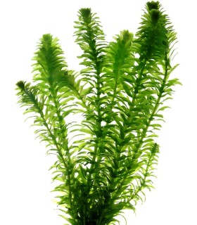 Elodea egeria densa