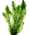 Elodea Egeria densa