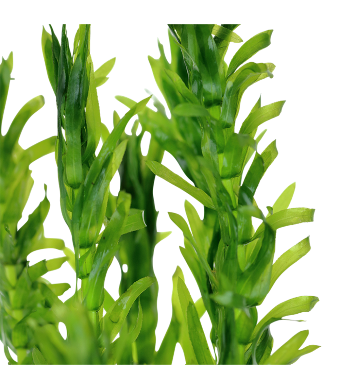 Pianta Ossigenante  Elodea densa per laghetto.