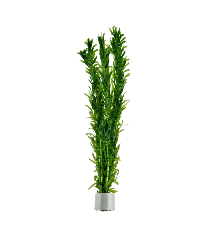 Pianta Ossigenante  Elodea densa per laghetto.