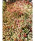 Sedum sspp - pianta per terrari