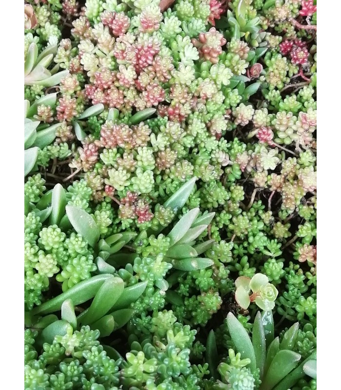 Sedum sspp - pianta per terrari