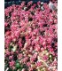 Sedum sspp - pianta per terrari