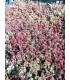 Sedum sspp - pianta per terrari