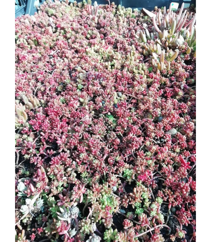 Sedum sspp - pianta per terrari
