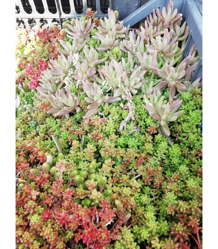 Sedum sspp - pianta per terrari