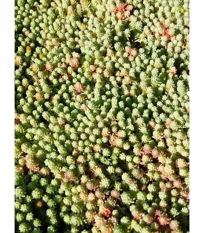 Sedum sspp - pianta per terrari