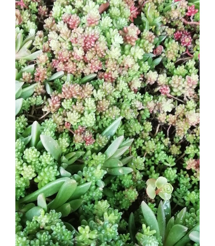 Sedum sspp - pianta per terrari