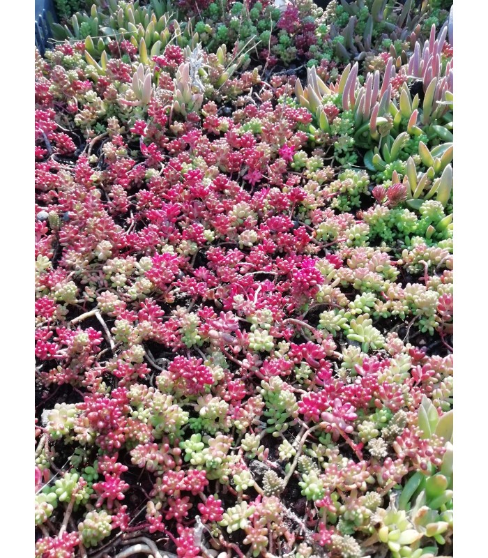 Sedum sspp - pianta per terrari