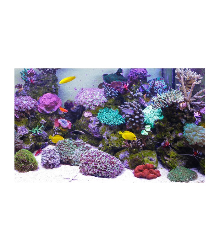 substrato-fondo-acquario-marino-dsb