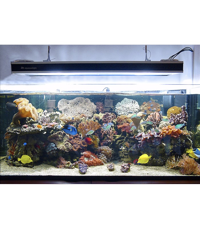 sabbia-conchiglie-marine-alternativa-sabbia-corallina