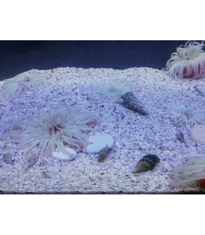 sabbia per Acquario Marino