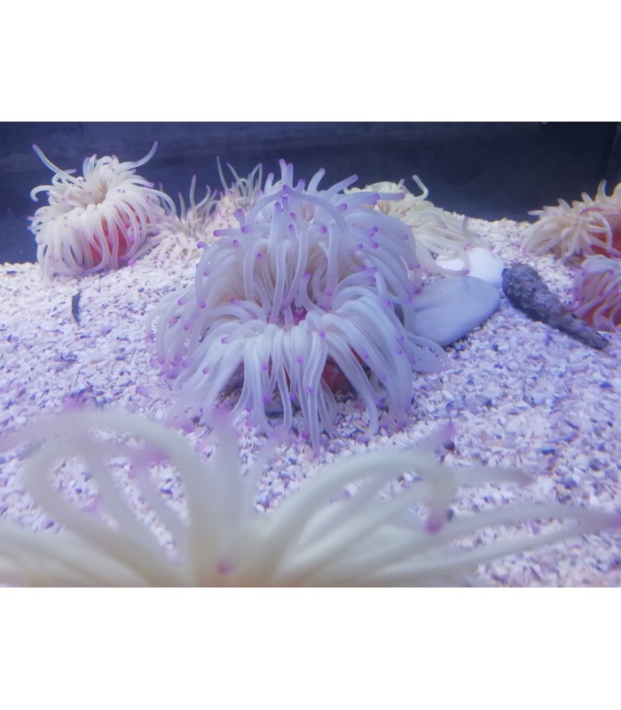 sabbia per Acquario Marino