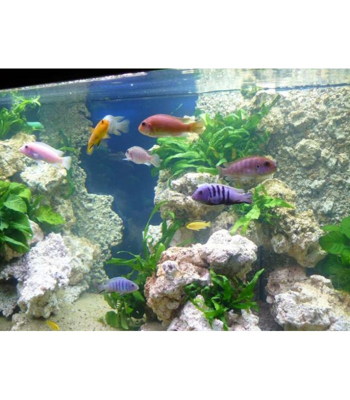 AQUAROCHE Roccia in ceramica per acquari marini dolci reef e paludari