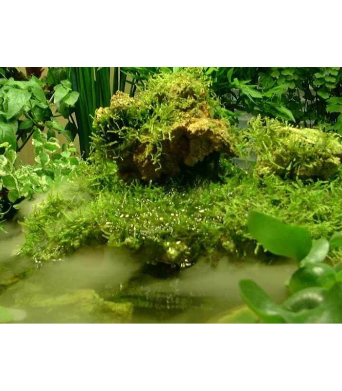 AQUAROCHE Roccia in ceramica per acquari marini dolci reef e paludari