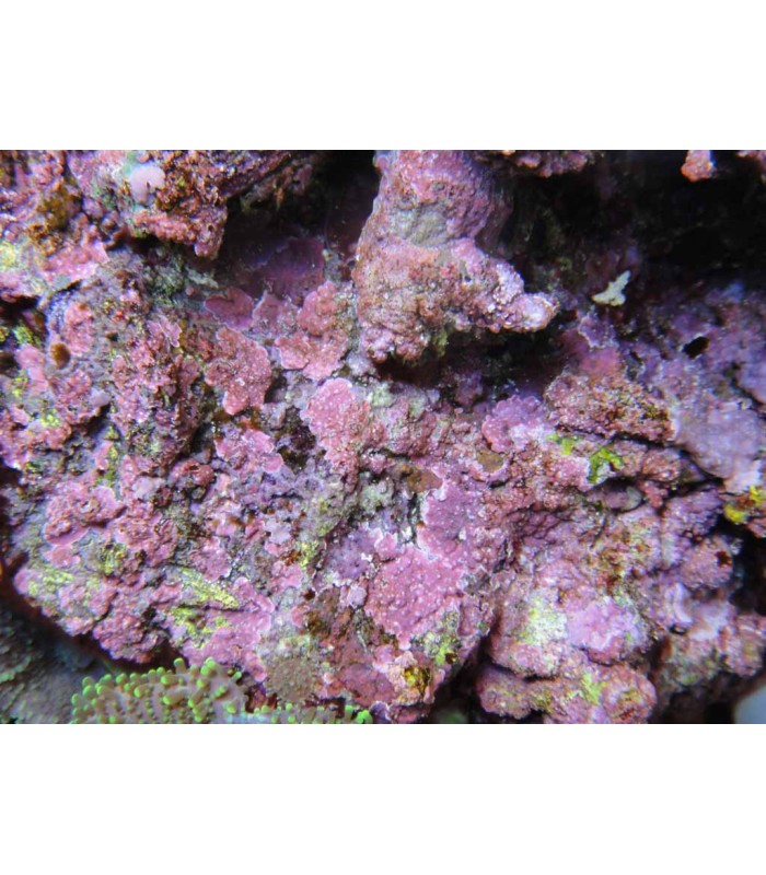 AQUAROCHE Roccia in ceramica per acquari marini dolci reef e paludari