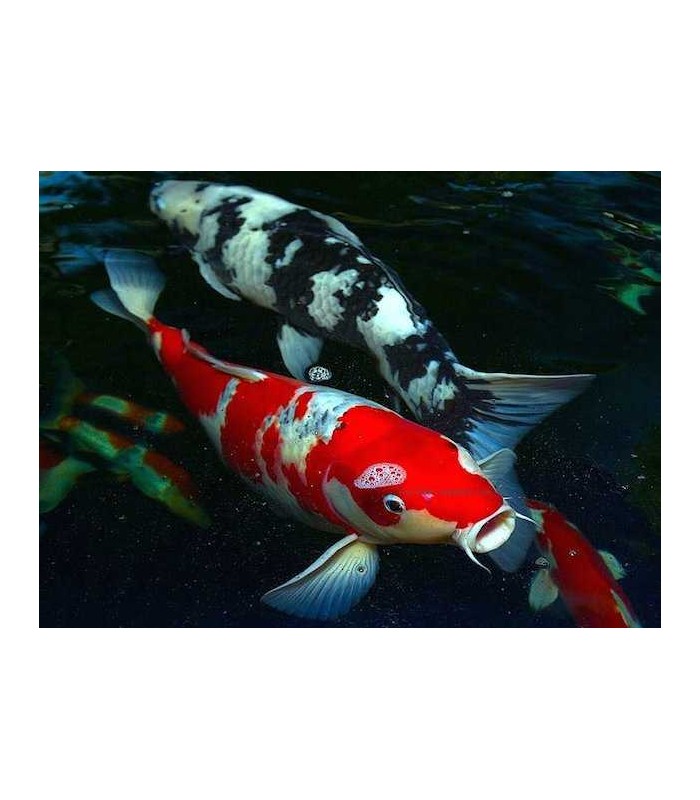 RED PELLET per Koi e pesci da laghetto