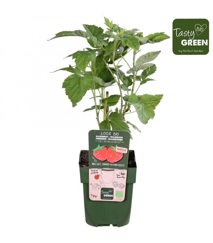 lampone rosso pianta