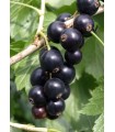 RIBES NERO" BEN NEVIS®" BIOLOGICA