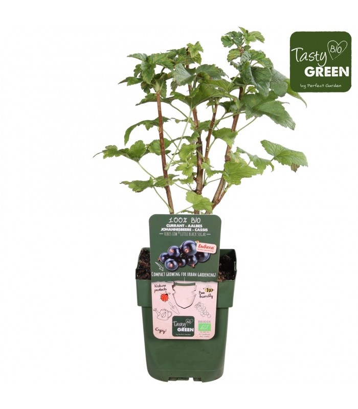 pianta di ribes nero