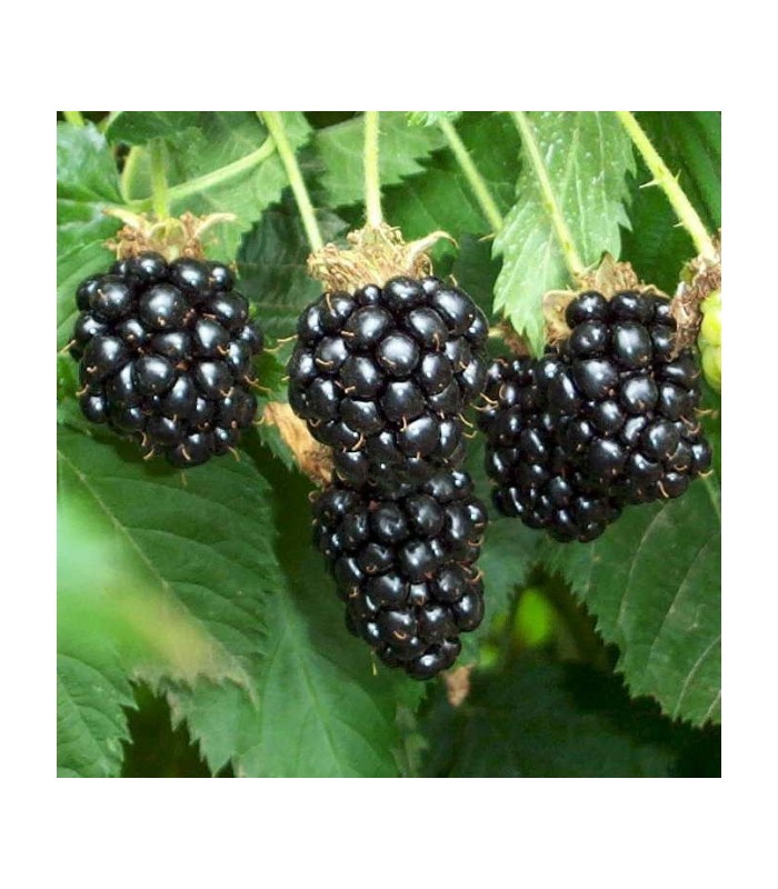 Frutti maturi di mora biologica senza spine